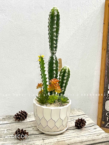 CHẬU XƯƠNG RỒNG GIẢ TRANG TRÍ TỰ NHIÊN- CC865