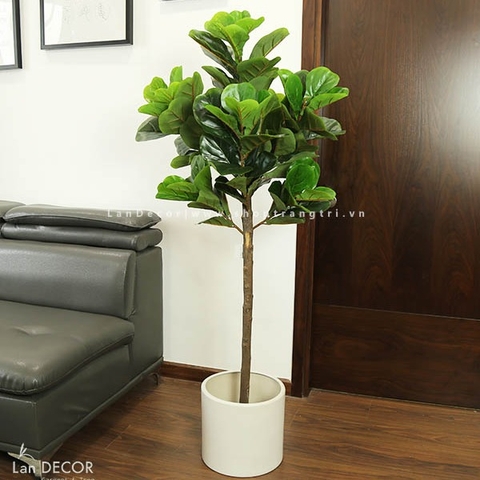 CÂY BÀNG SINGAPORE TRANG TRÍ NỘI THẤT (150cm) - LC2772