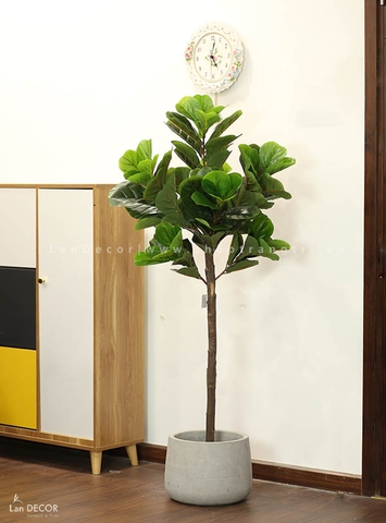 CÂY BÀNG SINGAPORE TRANG TRÍ NỘI THẤT (150cm) - LC2772