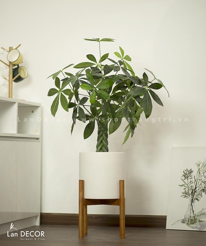 Cây Kim Ngân cây cảnh trang trí nhà đẹp (80cm) - LC1990
