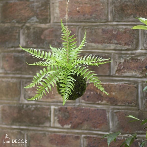 Giỏ treo cây dương xỉ trang trí nhà đẹp Lan Decor - CC261