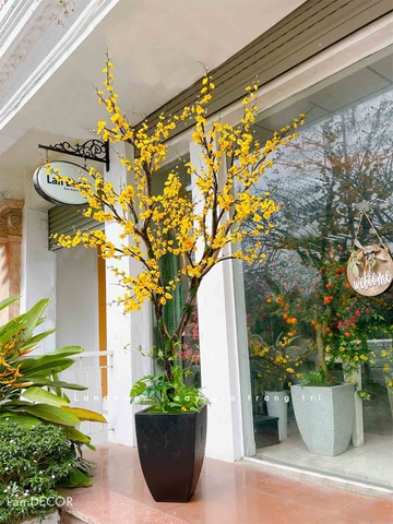 TỔNG HỢP CHẬU CÂY MAI, ĐÀO, MẬN TRANG TRÍ TẾT MANG MAY MẮN, TÀI LỘC