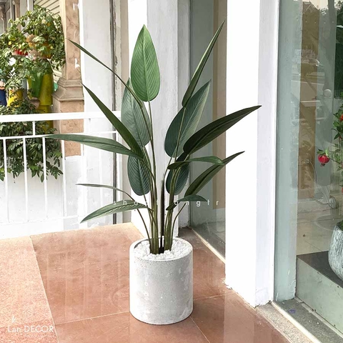 CÂY CHUỐI CẢNH LÁ NHỌN TRANG TRÍ ( 140CM) - LC3180