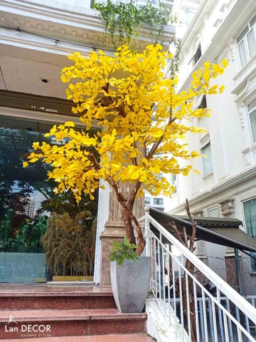 Chậu cây ngân hạnh trang trí nội thất Lan Decor (3m) - CC504