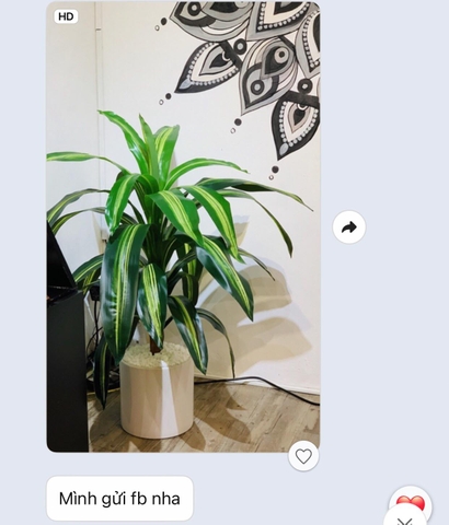 CÂY THIẾT MỘC LAN ĐẸP CÂY CẢNH TRANG TRÍ (90cm) - LC1499