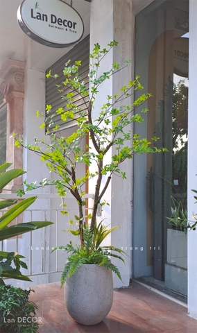 CÂY THẠCH NAM NHẬT BẢN THÂN GỖ ĐẸP TỰ NHIÊN - CC753