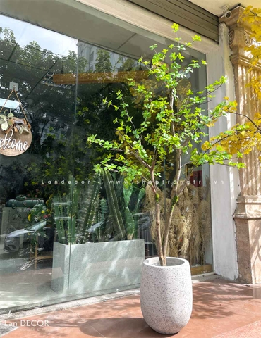 CÂY THẠCH NAM NHẬT BẢN THÂN GỖ ĐẸP TỰ NHIÊN - CC753