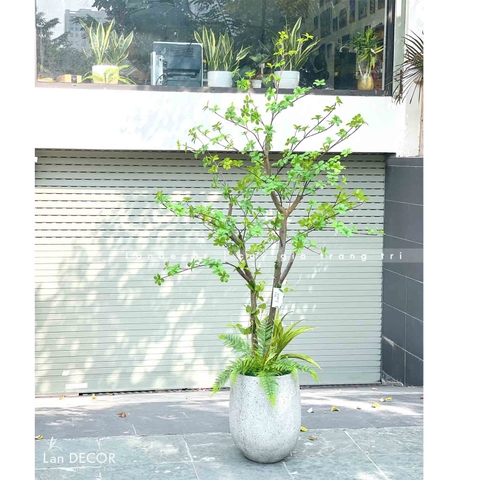 CÂY THẠCH NAM NHẬT BẢN THÂN GỖ ĐẸP TỰ NHIÊN - CC753