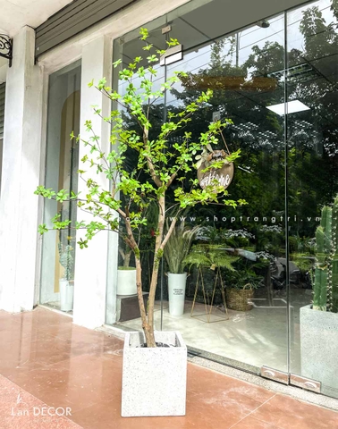 CÂY THẠCH NAM NHẬT BẢN THÂN GỖ ĐẸP TỰ NHIÊN - CC753