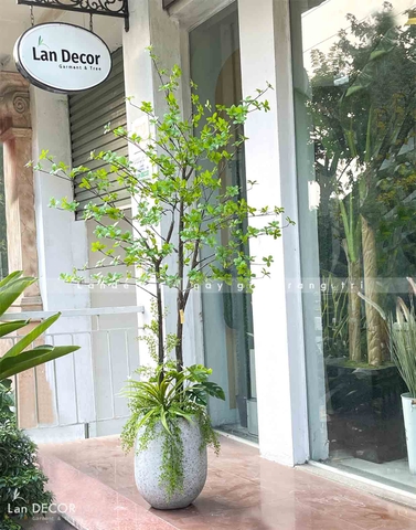 DECOR CÂY THẠCH NAM NHẬT BẢN THÂN NHỰA - CC765