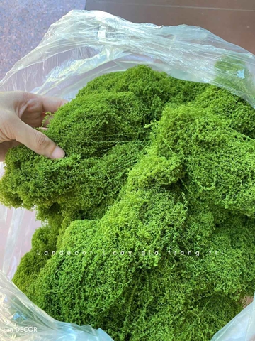 TÓC RÊU LÀM BỒN CÂY TIỂU CẢNH (TÍNH THEO KG)- HC1200