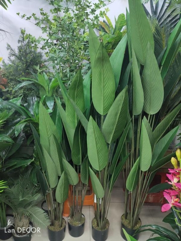 CÂY CHUỐI CẢNH LÁ NHỌN TRANG TRÍ ( 140CM) - LC3180