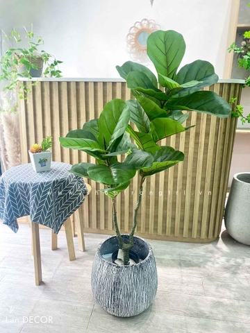 Cây bàng Singapore 2 thân trang trí  ( 120cm) - LC3183