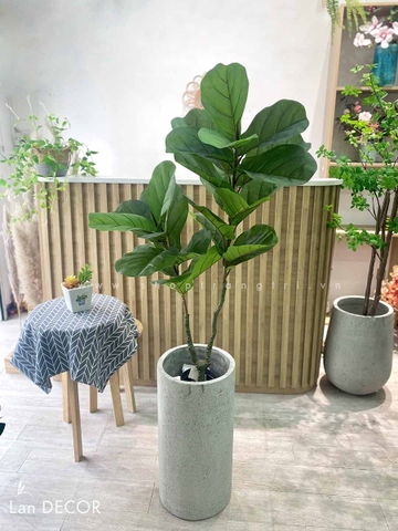 Cây bàng Singapore 2 thân trang trí  ( 120cm) - LC3183