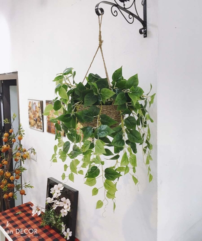 Giỏ cây Vạn Niên Thanh treo tường trang trí nội thất LanDecor - CC435