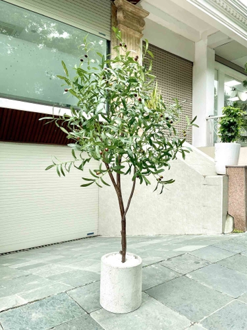 Cây Oliu trang trí nội thất LanDecor (180cm) - CC649