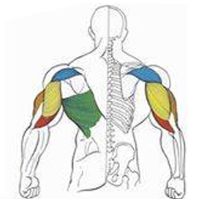 Bài tập cơ tay sau và cơ lưng với tạ tay