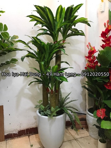 Cây thiết mộc lan mầm