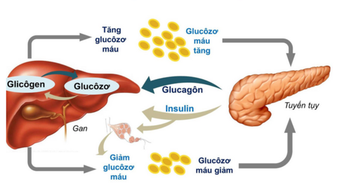 Những điều cần biết dành cho người mắc bệnh rối loạn chuyển hóa đường