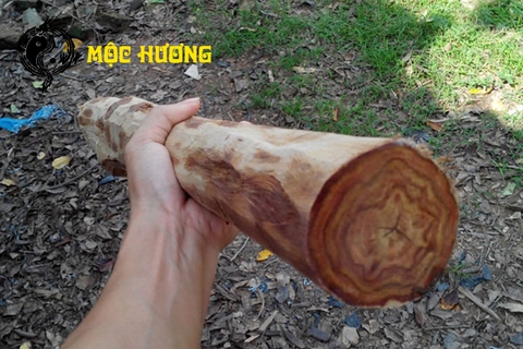 CẢNH BÁO GỖ SƯA GIẢ - CÁC MẸO NHẬN BIẾT GỖ SƯA ĐỎ CẢNH BÁO GỖ SƯA GIẢ - CÁC MẸO NHẬN BIẾT GỖ SƯA ĐỎ