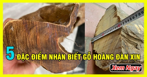 Top 5 Đặc Điểm Nhận Biết Gỗ Hoàng Đàn Tuyết Lạng Sơn Xịn