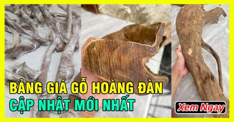 Bảng giá gỗ Hoàng Đàn Tuyết mới và chính xác nhất năm 2023 Bảng giá gỗ Hoàng Đàn Tuyết mới và chính xác nhất năm 2023