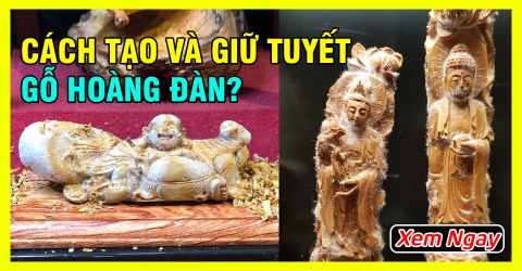 Cách tạo tuyết và giữ tuyết gỗ Hoàng Đàn Lạng Sơn từ chuyên gia Cách tạo tuyết và giữ tuyết gỗ Hoàng Đàn Lạng Sơn từ chuyên gia