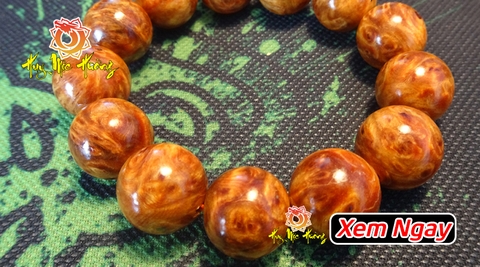 Nu Huyết Long - Cách phân biệt gỗ nu già và gỗ thân non đơn giản Nu Huyết Long - Cách phân biệt gỗ nu già và gỗ thân non đơn giản