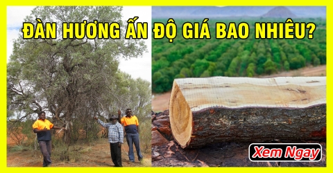 Gỗ Đàn Hương Ấn Độ Là Gì? Giá Bao Nhiêu? Công Dụng Là Gì? Gỗ Đàn Hương Ấn Độ Là Gì? Giá Bao Nhiêu? Công Dụng Là Gì?