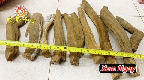 Gỗ Hoàng Đàn Tuyết Lạng Sơn - Vì sao lại đắt đỏ thế ? Gỗ Hoàng Đàn Tuyết Lạng Sơn - Vì sao lại đắt đỏ thế ?