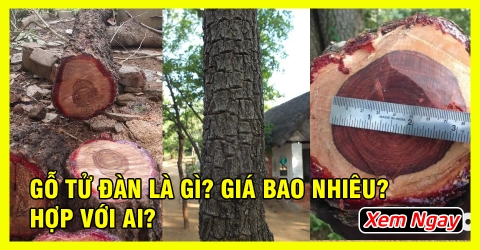 Tất tần tận về Gỗ Tử Đàn Ấn Độ là gì? giá bao nhiêu? Tất tần tận về Gỗ Tử Đàn Ấn Độ là gì? giá bao nhiêu?