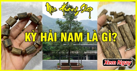 Kỳ Hải Nam Là Gì? - Nguồn Gốc, Công Dụng, Giá Bao Nhiêu? Kỳ Hải Nam Là Gì? - Nguồn Gốc, Công Dụng, Giá Bao Nhiêu?