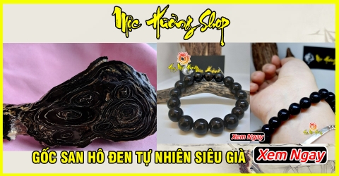 Tất Tần Tận San Hô Đen Là Gì? Hợp Với Mệnh và Tuổi Nào? Tất Tần Tận San Hô Đen Là Gì? Hợp Với Mệnh và Tuổi Nào?