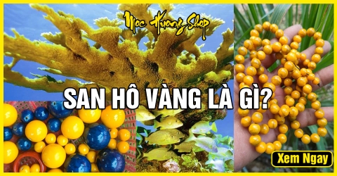 San Hô Vàng là gì? Nguồn gốc, Công dụng và Giá bán?