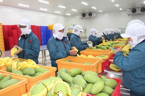Tìm hiểu quy cách đóng gói trái cây xuất khẩu đúng tiêu chuẩn