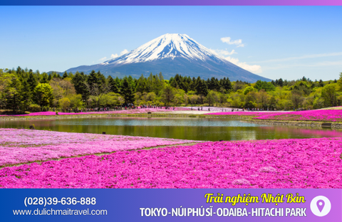 Tour Nhật Bản 5N4D • Tokyo, Núi Phú Sĩ, Oshino Hakkai