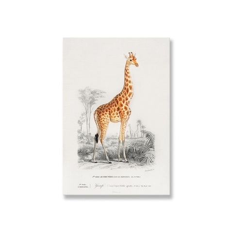 Tranh Canvas Hươu cao cổ, Animal, Giraffe SN0100