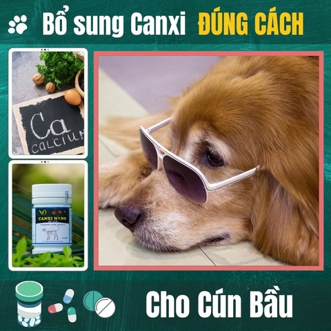 Bổ sung canxi đúng cách cho chó bầu và chó nuôi con