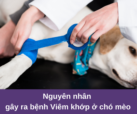 Nguyên nhân gây ra bệnh khớp ở chó mèo