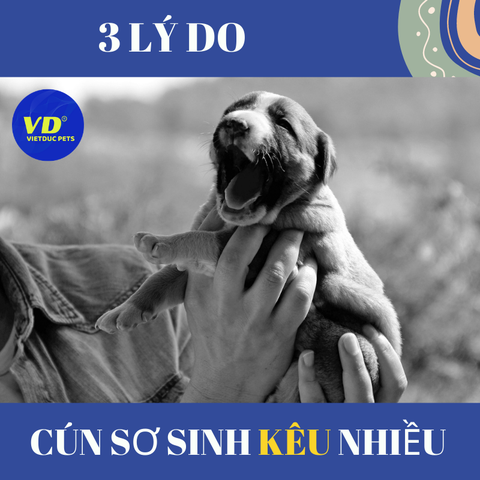 3 LÝ DO KHIẾN CÚN SƠ SINH KÊU NHIỀU