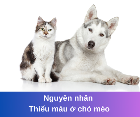 Nguyên nhân gây thiếu máu ở chó mèo