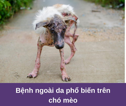 Bệnh ngoài da phổ biến trên chó mèo