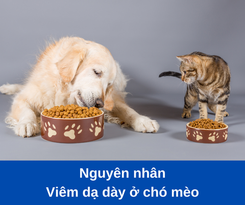 Nguyên nhân gây viêm dạ dày ở chó mèo