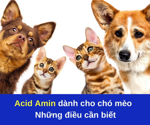 Những điều cần biết về acid amin
