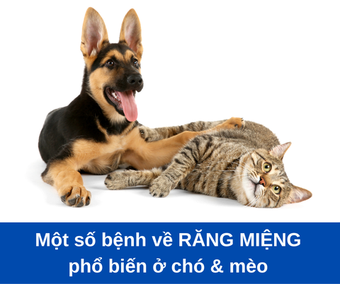 Một số bệnh răng miệng phổ biến ở chó mèo