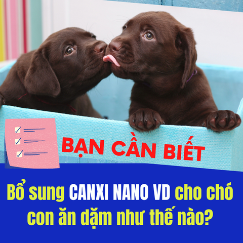 Sử dụng Canxi Nano VD cho chó ăn dặm như thế nào?