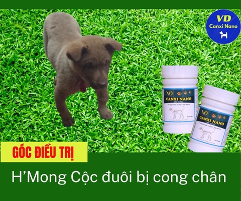 [GÓC ĐIỀU TRỊ] - Chó Hmong cộc đuôi bị cong chân