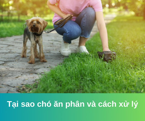 Tại sao chó ăn phân và cách xử lý