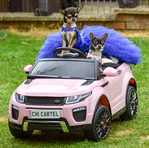 5 chú chó sành điệu xài toàn hàng hiệu, đeo ngọc trai và đi siêu xe