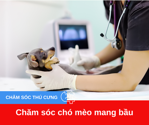 Chăm sóc chó mèo mang bầu đúng cách